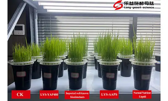 Beyond Nutrition: High-Activity Amino Acids for Plants